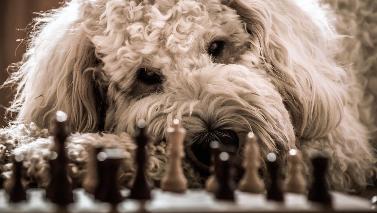 dog, goldendoodle, chess